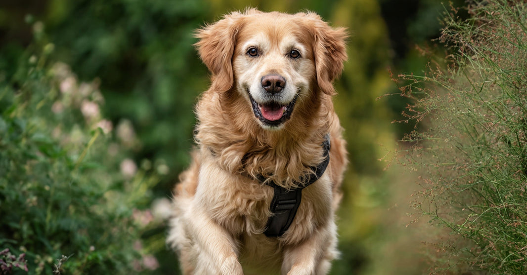 Ver con otros lentes: la historia de la primera escuela de perros guía en México